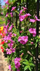 Obraz premium Dianthus flowers on a trellis in a sunny garden, flower, flowers