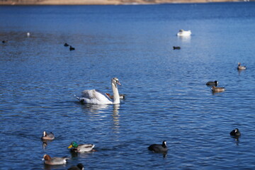a group of swans and ducks swim in the beautiful lake of Hakone, Japan, at the foot of the famous fuji mountain.