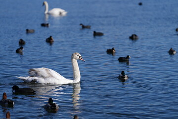 a group of swans and ducks swim in the beautiful lake of Hakone, Japan, at the foot of the famous...
