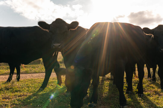 Curious Black Angus cattle in sunlit paddock in the afternoon