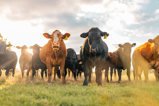 Curious cows in sunlit paddock in the afternoon