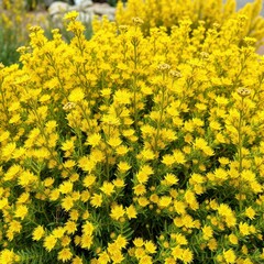 Fototapeta premium Dense foliage of Cytisus scoparius broom shrub, shrub, wildflowers, broom