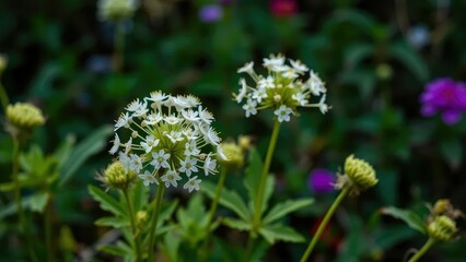 Delicate white petals unfurl in clusters on Doronicum orientale stems, wildflowers, foliage