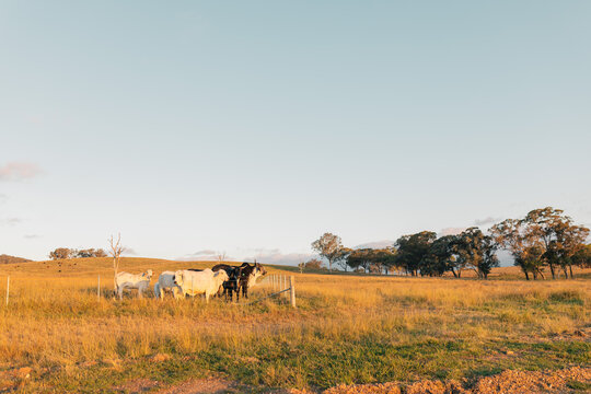 Brahman cows with calves in paddock in rural New South Wales