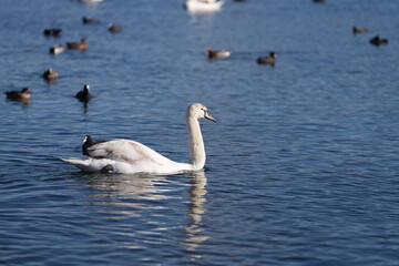 a group of swans and ducks swim in the beautiful lake of Hakone, Japan, at the foot of the famous fuji mountain.