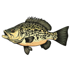 Fototapeta premium vector illustration of a fish
