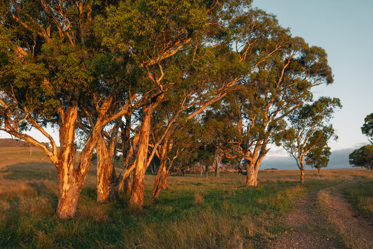 Row of gum trees illuminated by golden sunset light along rural dirt road