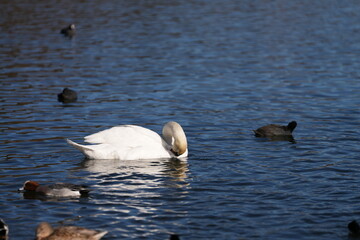 Fototapeta premium a group of swans and ducks swim in the beautiful lake of Hakone, Japan, at the foot of the famous fuji mountain.