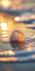Fototapeta premium Seashell glowing in sunset light