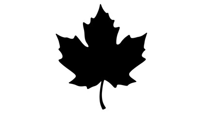 Silhouette of a maple leaf on a white background