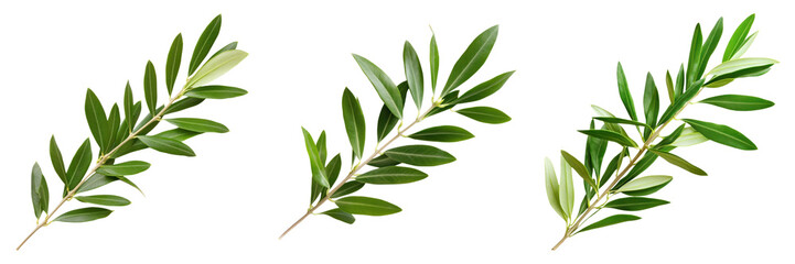 Fototapeta premium Three olive branches with green leaves isolated on transparency background