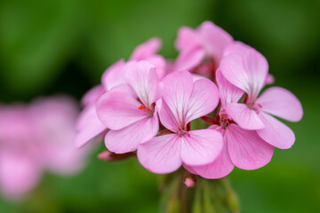 Fototapeta premium rose geranium