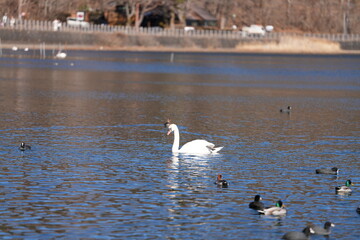 beautiful swans and ducks swim in the lake at the foot of fuji mountain, japan