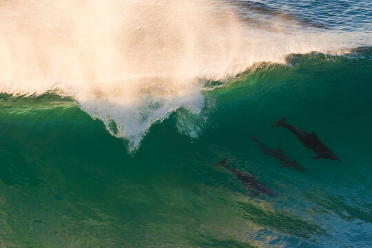 Dolphins Riding Waves
