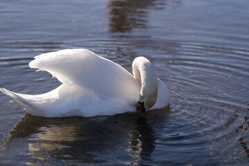 a beautiful white swan glides across the Hakone Lake at the foot of the fuji mountain