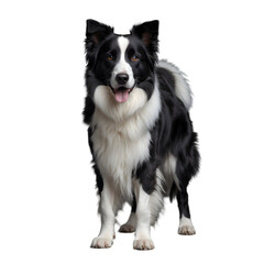 A Happy Border Collie, Tongue Out, Stands Proudly Against A Bright Isolated on Transparent Background Showing Off Its Striking Black And White Coat