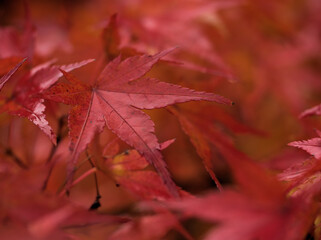 11月に色付いたカエデの葉