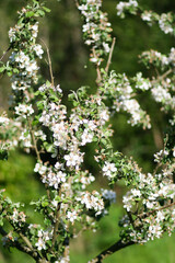 blooming apple tree in spring