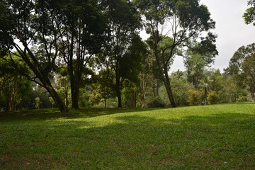 trees in the park