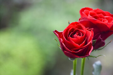 赤い薔薇