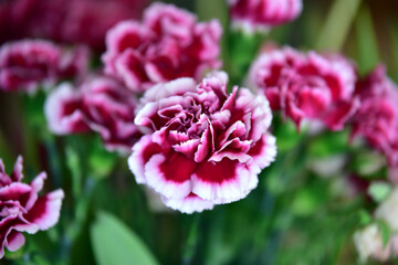 a bouquet of colorful roses and tulips