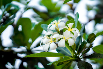 cluster of white flowers with yellow centers surrounded by green leaves, creating serene and natural atmosphere