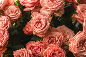 Floral background of fresh coral rose flowers.