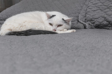 Fototapeta premium White cat lies on the bed in the bedroom. Home comfort.