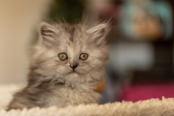 A cute ragdoll crossbreed mix kitten chilling sleepy on the scratching post indoors