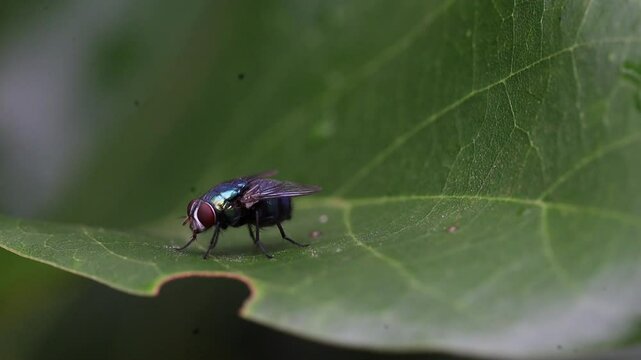 A blue bottle fly or Protophormia terraenovae, perched on avocado leaves.