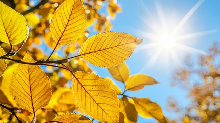 Obraz premium Vibrant Yellow Autumn Leaves Under Bright Sunlight
