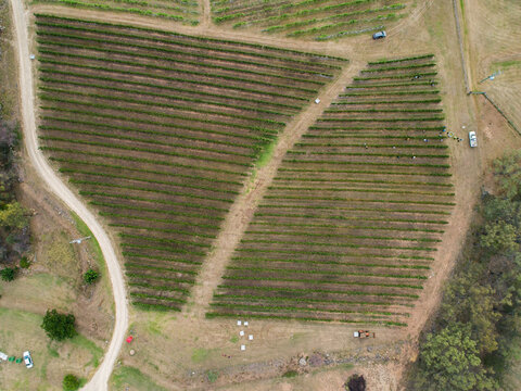 Grape pickers picking grapes in vineyard in summer