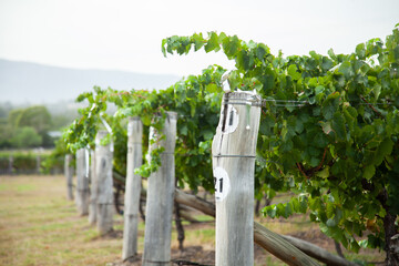 Row numbers in vineyard