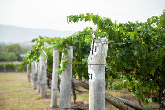 Row numbers in vineyard