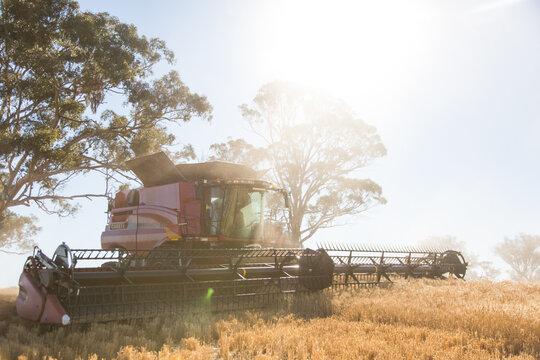 combine harvester harvesting wheat with trees in the background
