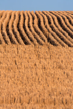 rows of wheat crop stubble plants