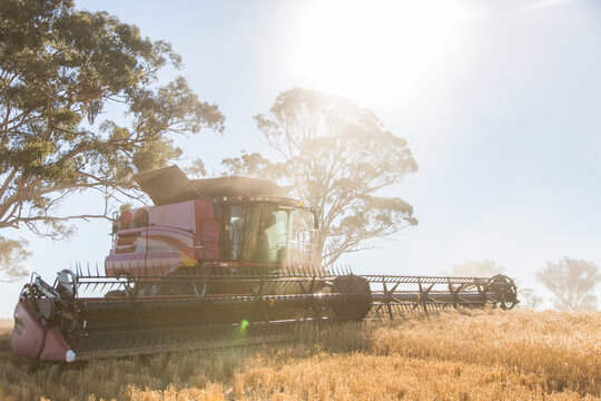 combine harvester harvesting wheat  crop with trees in the background