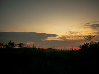 the beauty of the natural scenery of rice fields in the morning and evening
