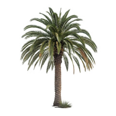 Obraz premium palm tree isolated on white
