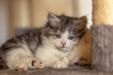 A cute ragdoll crossbreed kitten chilling on a scratching post indoors