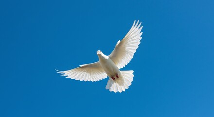 Fototapeta premium White Dove Soaring Brightly Against Vivid Blue Sky. AI Generated