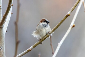 A male House Sparrow (Passer domesticus) perched on a branch, displaying its detailed plumage and natural colors. A sharp, close-up shot with a soft, blurred background