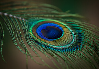 Obraz premium A close-up of a single peacock feather with iridescent colors.