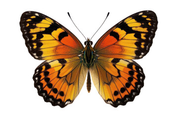 A Vibrant Orange And Black Butterfly, Wings Spread Wide In A Delicate Dance Of Nature, Showcasing Intricate Patterns Against A Stark Isolated on Transparent Background