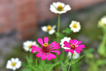 pink daisy flowers