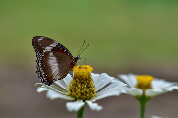 butterflies and flowers in the garden