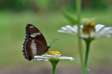 butterflies and flowers in the garden