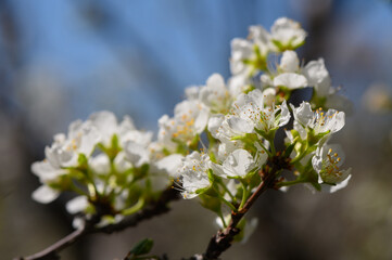 Blossoms burst forth on vibrant tree branches under the blue spring sky