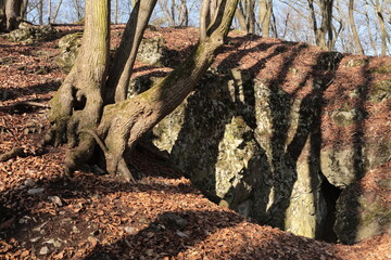 landscape with rock and trees in the forest. Early spring in the forest.