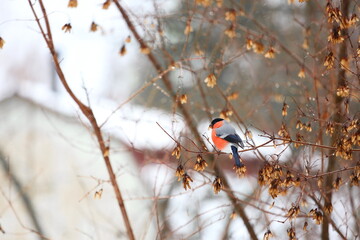 A bullfinch on a branch feeds on seeds in winter